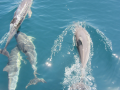 dolfijnen en orka spotten in de straat van Gibraltar